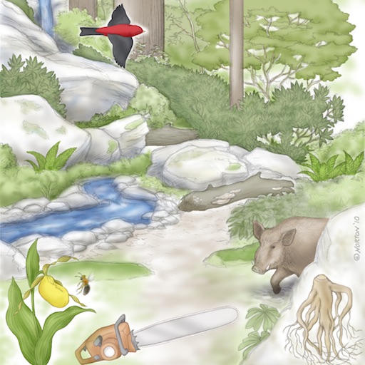 Cove Forest Virtual Field Trip icon