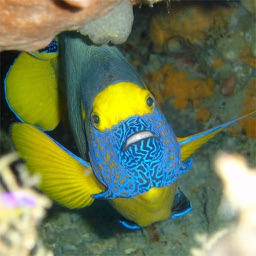 Reef Fish By Christian Clare