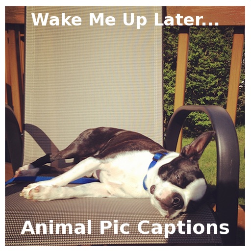 Animal Pic Captions