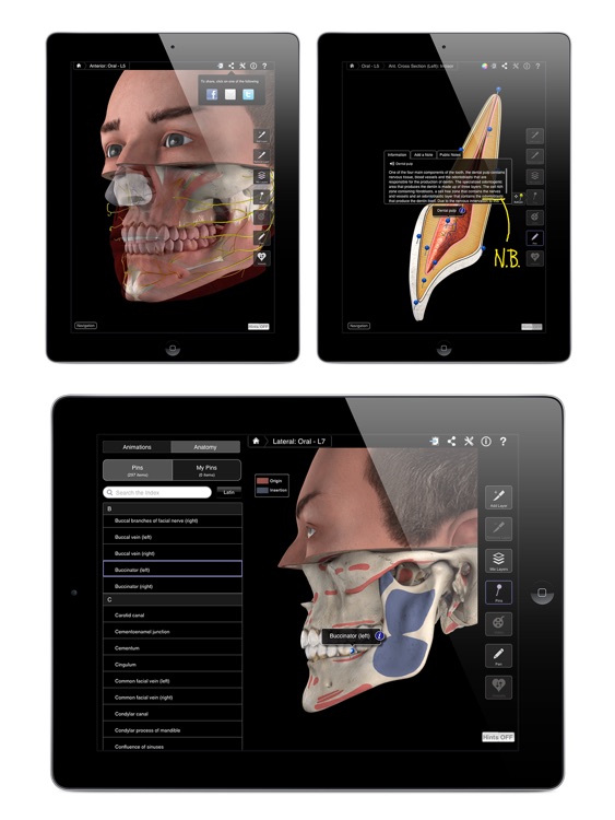 Dental Patient Education Lite