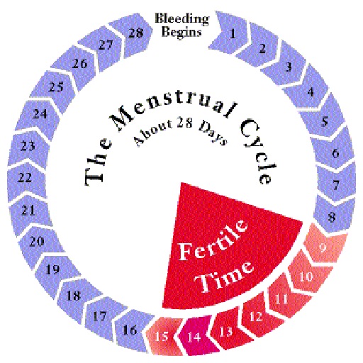 Menstrual Cycle icon