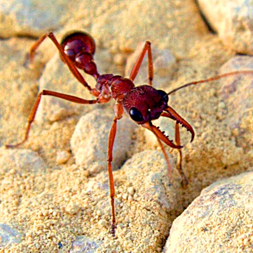 Ant Species From Around the World
