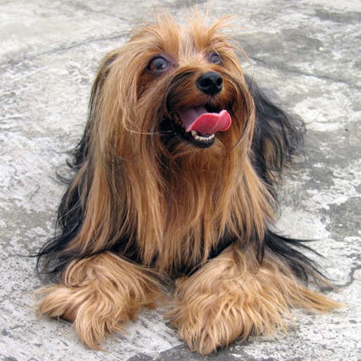 Yorkshire Terrier Game - The Memory game for Yo... icon
