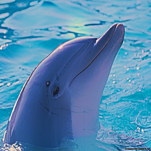 Dolphin' 's - Swimming and Jumping to Your Phone or Tablet icon