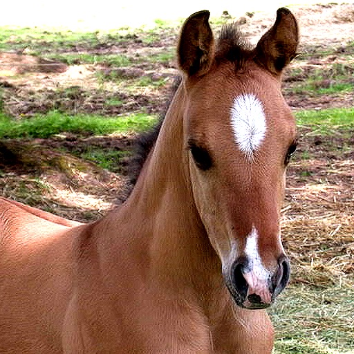 My Baby Horse HD Icon
