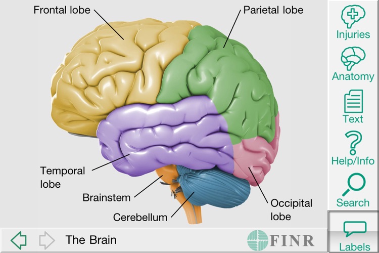 FINR Brain Atlas