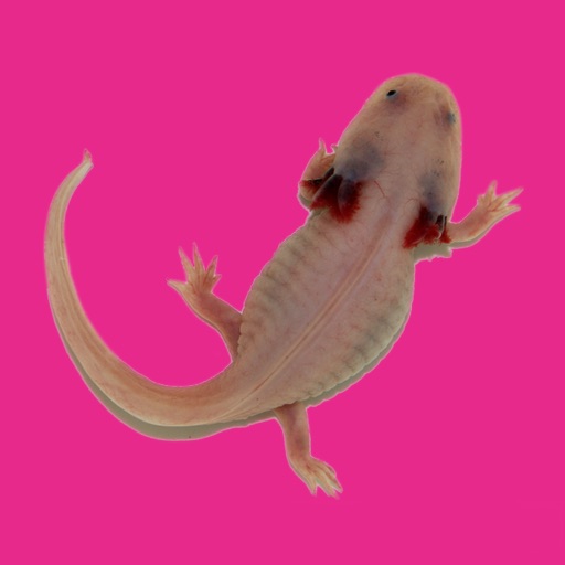 Rund um das Axolotl – Haltung, Umgang, Krankheiten, Erste Hilfe icon