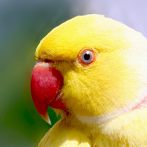 Parrots Slideshow & Wallpapers (HD) icon