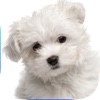 Cute Puppies and Doggies - Adorable Wallpaper Pics for your iPhone