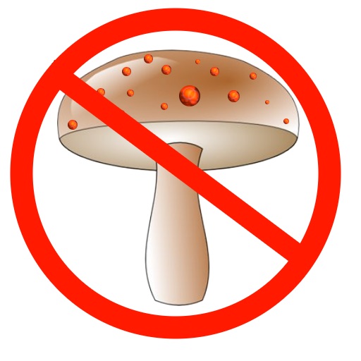Mushroom Picking Guide