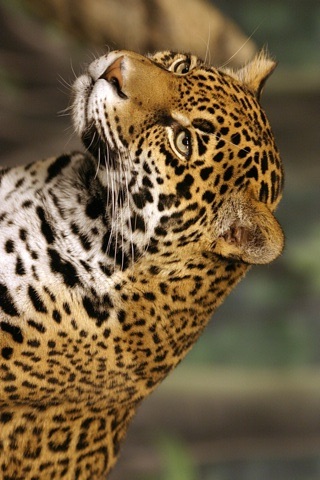 Jaguar screenshot 2