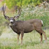 Mule Deer