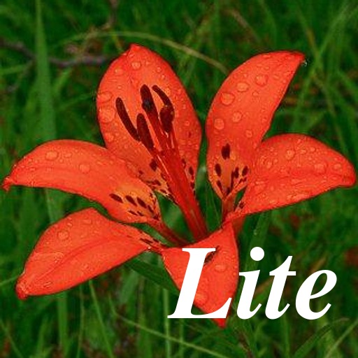 Wildflowers Along The Way - Lite