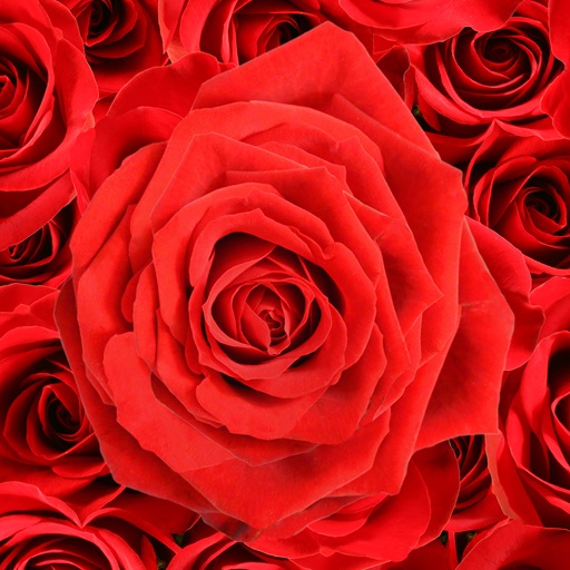 Send a Rose Lite icon