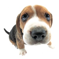 The Dog icon