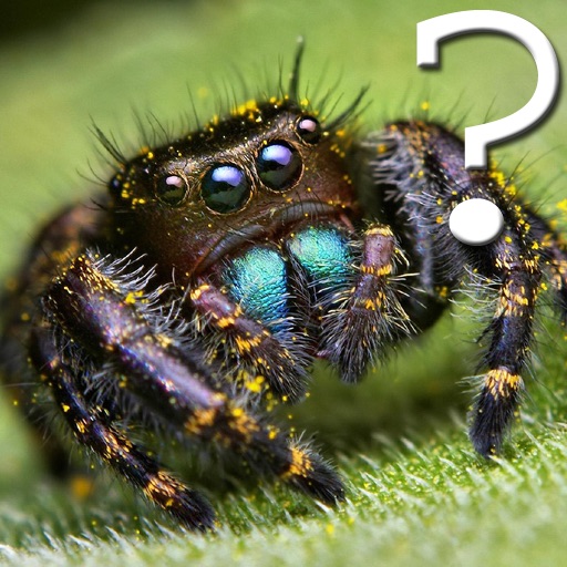 Spider Quiz for iPad icon