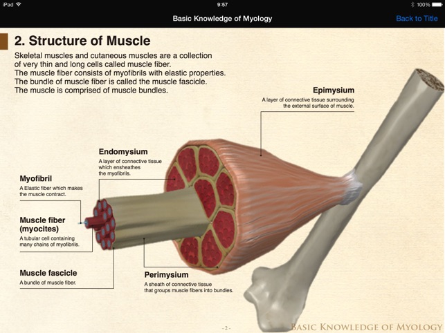 DS ANATOMY HEAD & NECK MUSCULOSKELETAL SYSTEM Lite(圖4)-速報App