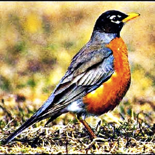 Robins - Sounds for Bird Watchers