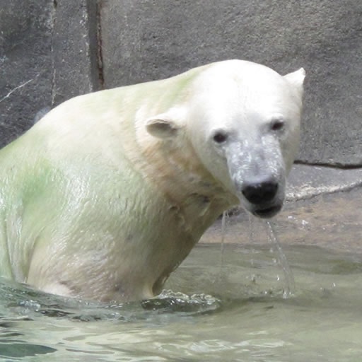 Amazing Polar Bears iSlider Puzzles