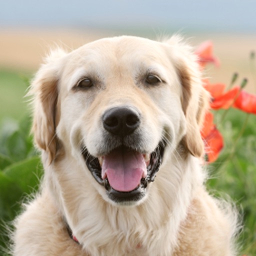 Goldens - Golden Retriever Fun icon