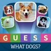 Guess what? Dog Breeds quiz - Popular Dog Breeds in the world