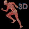 Human Body 3D