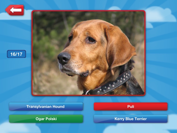 Name That Dog HD Free: The Unleashed Photo Game About Dogs screenshot-3