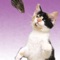 Cat Cat Mouse - Memory game for people who love cats!