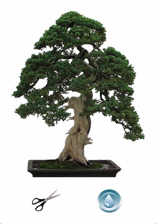 Bonsai Tree screenshot 2