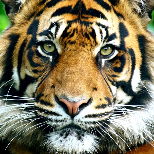 Hangover Tiger