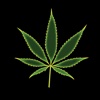 Cannabis Log 1.5