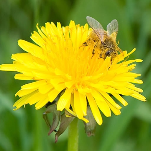 slide Puzzle Free Flower Puzzles by CrazyIapps