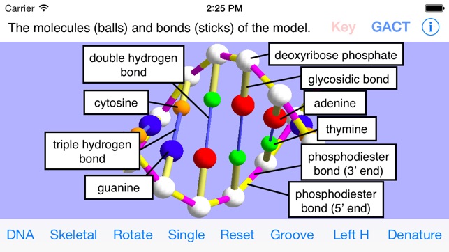 OnScreen DNA Model for iPhone(圖4)-速報App