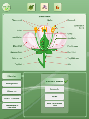 Biology - Plant handbook Free screenshot 2
