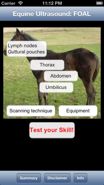 Equine ultrasound: foal LITE