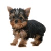 Yorkshire Terrier - Yorkies