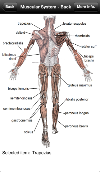 Human Anatomy!のおすすめ画像3