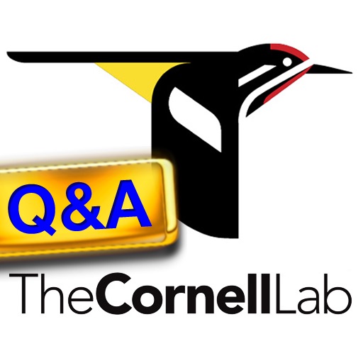 CornellLab Bird Q&A: Your birding questions answered icon