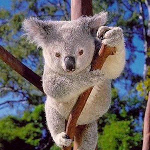 Koala