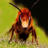 Insect Sounds for iPad