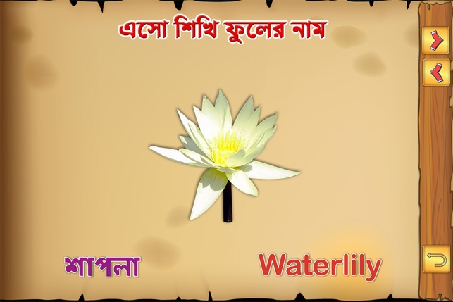 Bengali Flowers(圖3)-速報App