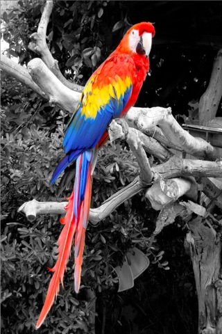 iSplash Free - Photo Pic Editor for Color & Black & White Studio Photography Filter for iPhone and iPod Touch screenshot 4