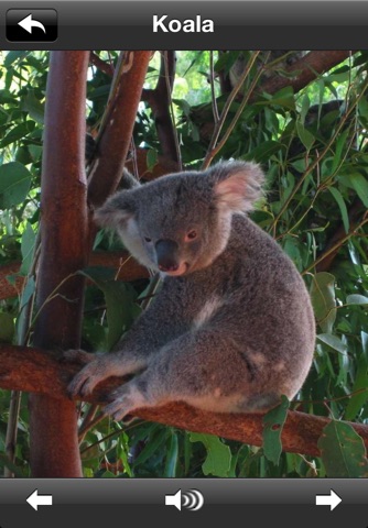 Animals Of Australia screenshot 2