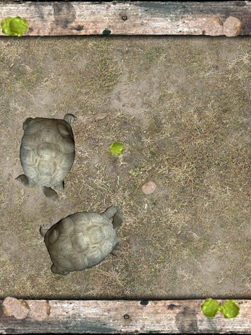 Pet Tortoise screenshot 2