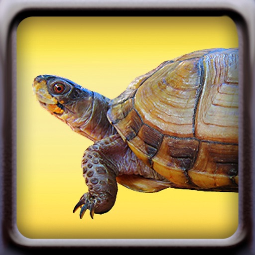Turtles! iOS App