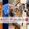Animal Photobook