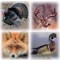 Most comprehensive and BEST SELLING Hunting Calls on the App Store