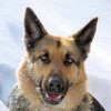 German Shepherd Book