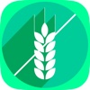 Grain or No Grain - Gluten-Free Foods Quiz & Allergy Information App for Celiac Disease, Gluten Sensitivity and Gluten Intolerance