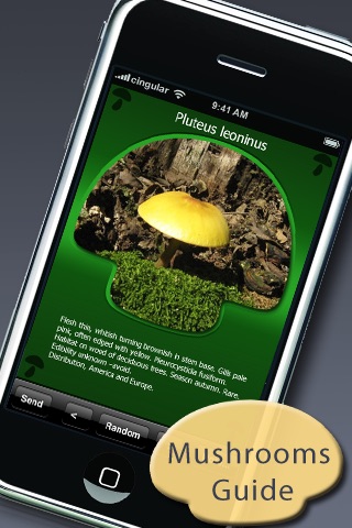 Mushroom Picking Guide
